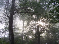 Bäume Nebel und Sonnenstrahlen bei Eberbach