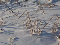 Stroh im Schnee bei Steinsfurt