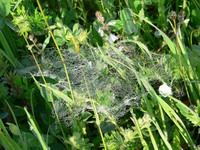 Spinnennetz im Morgentau in Rumänien